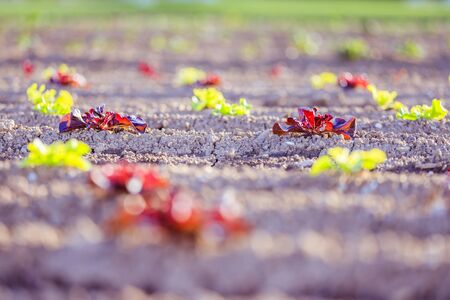 Young green and red salad on an agriculture fieldの写真素材