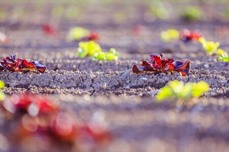 Young green and red salad on an agriculture fieldの写真素材