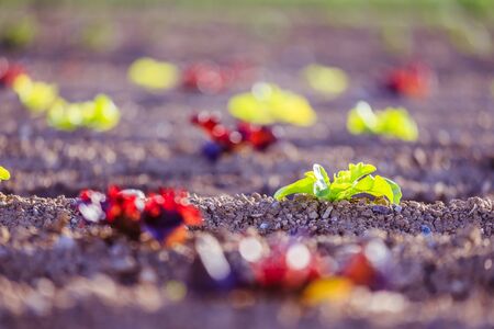 Young green and red salad on an agriculture fieldの写真素材