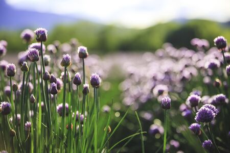 Blooming chive herbs on a field. Agriculture field in the blurry background.の写真素材