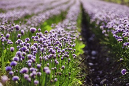 Blooming chive herbs on a field. Agriculture field in the blurry background.の写真素材