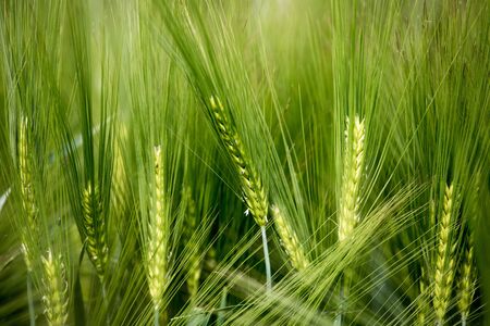 Green wheat field on a sunny spring dayの写真素材