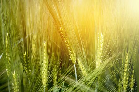 Green wheat field on a sunny spring dayの写真素材