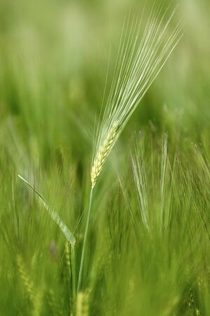 Green wheat field on a sunny spring dayの写真素材