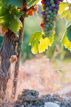 Blue and green vine grapes on a farm, evening sun, Tuscany