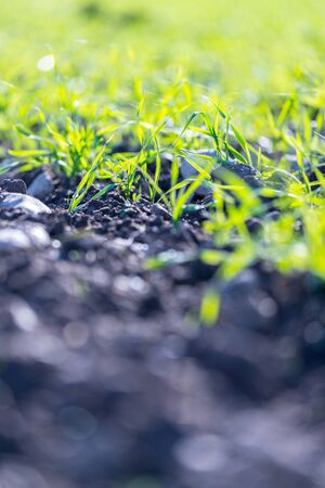 Fresh green plants on an agriculture fieldの写真素材