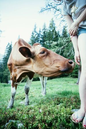 Cow is getting feed at an idyllic meadow in the European alps, Austriaの写真素材