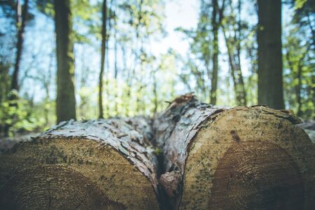 Close up picture of a fallen tree trunk, forest in the blurry backgroundの写真素材