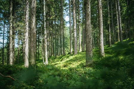 Impressive spruce trees in the forest, spirituality and wood therapyの写真素材
