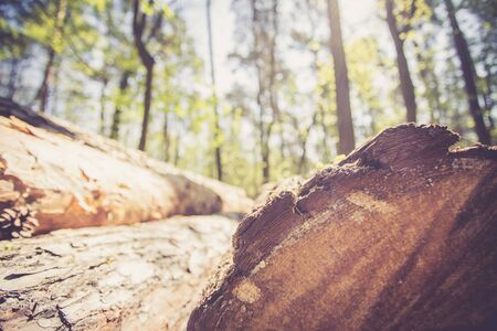 Close up picture of a fallen tree trunk, forest in the blurry backgroundの写真素材