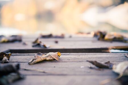 Colourful leaves lying on a footbridge, blurry autumn scenery in the backgroundの写真素材