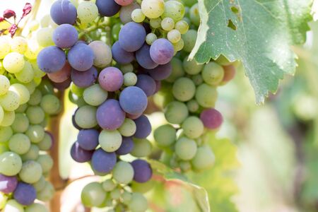 Blue and green vine grapes on a farm, evening sun, Tuscanyの写真素材