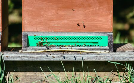 Bees are landing at the boards of a hive, spring timeの写真素材