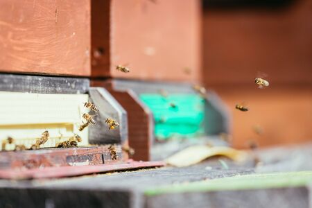 Bees are landing at the boards of a hive, spring time
