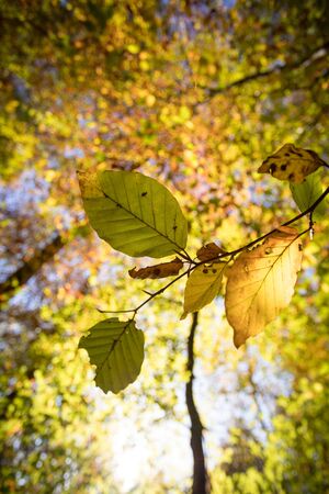 Colorful leaves in a park, autumn, copy spaceの写真素材