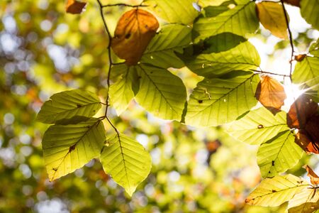 Colorful leaves in a park, autumn, copy spaceの写真素材
