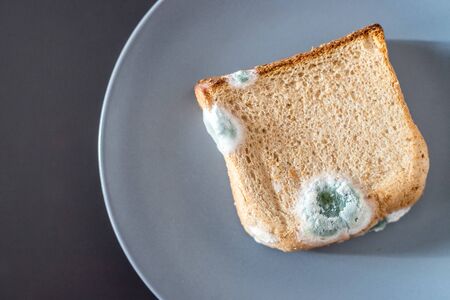 Rotten toast slices with green mildew on itの写真素材