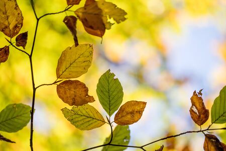 Colorful leaves in a park, autumn, copy spaceの写真素材