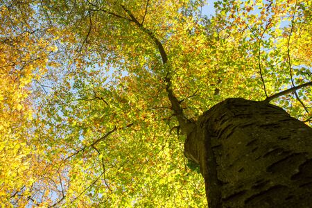 Colorful leaves in a park, autumn, copy space