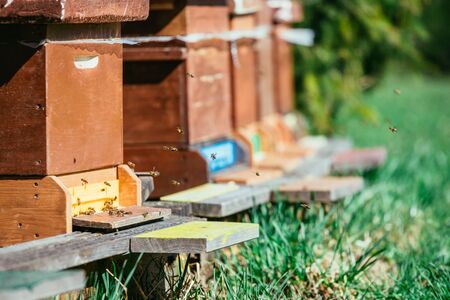 Bees are landing at the boards of a hive, spring time