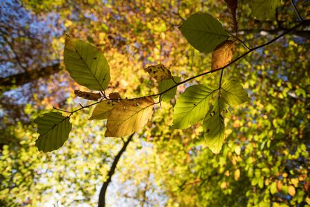 Colorful leaves in a park, autumn, copy spaceの写真素材