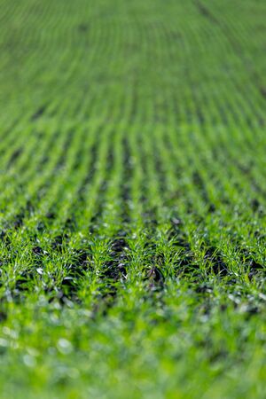 Fresh green plants on an agriculture fieldの写真素材
