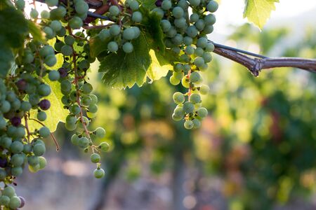Green vine grapes on a farm, evening sun, Tuscanyの写真素材