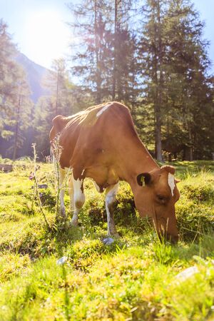 Cow is standing on an idyllic meadow in the European alps, Austriaの写真素材