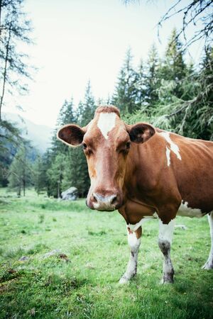 Cow is standing on an idyllic meadow in the European alps, Austriaの写真素材