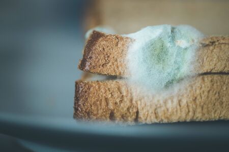 Rotten toast slices with green mildew on itの写真素材