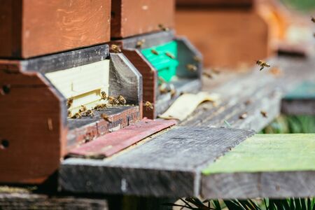 Bees are landing at the boards of a hive, spring timeの写真素材