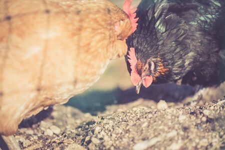 Head closeup of a chicken in the own gardenの写真素材