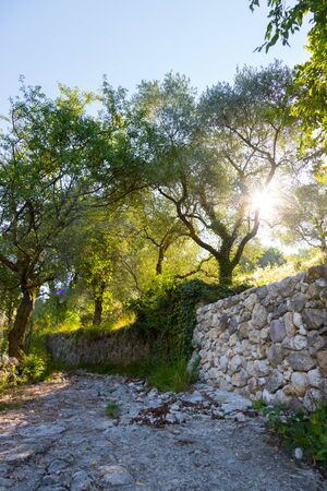 Olive trees and sunshine on Monte Baldo, Italyの写真素材