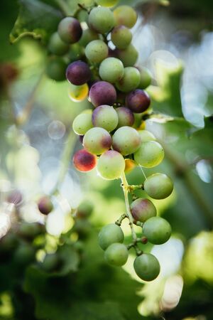 Close up of vine grapes in Italy, Sunshineの写真素材