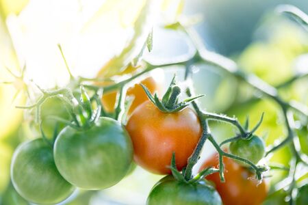 Close up of red and green organic tomatoes on green branch, self cultivationの写真素材