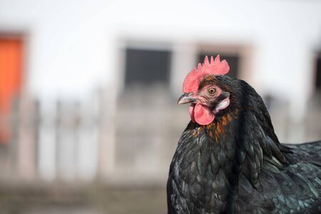 Head closeup of a chicken in the own gardenの写真素材