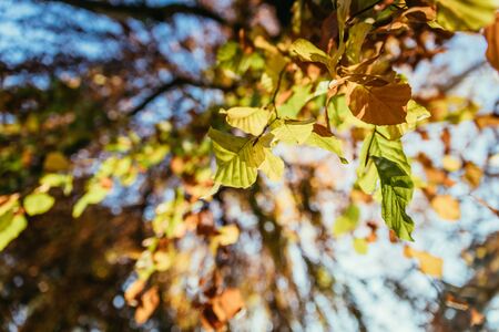 Colorful leaves on a tree in autumn, park flair and blurry backgroundの写真素材