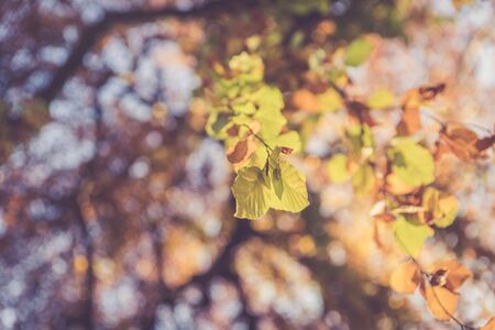 Colorful leaves on a tree in autumn, park flair and blurry backgroundの写真素材