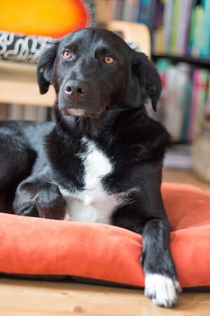 Cute black dog is lying on the floor and relaxingの写真素材