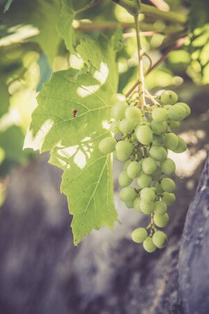 Close up of vine grapes in Italy, Sunshineの写真素材