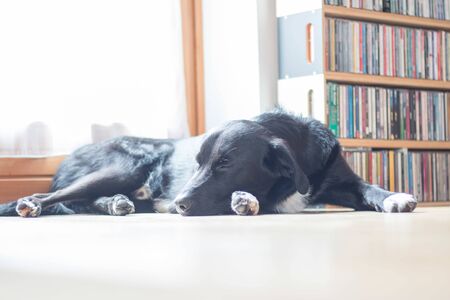 Cute black dog is lying on the floor and relaxingの写真素材