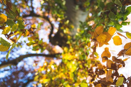 Colorful leaves on a tree in autumn, park flair and blurry background