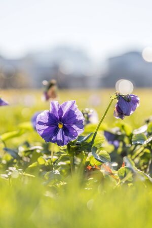 Purple flower and green grass in the park, copy spaceの写真素材
