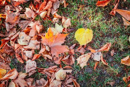 Colorful leaves on the park lawn, autumnの写真素材