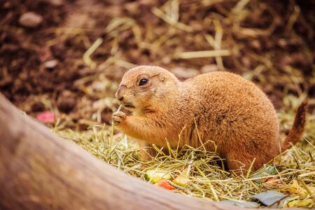 Close up picture of a prairie dog in the Zooの写真素材