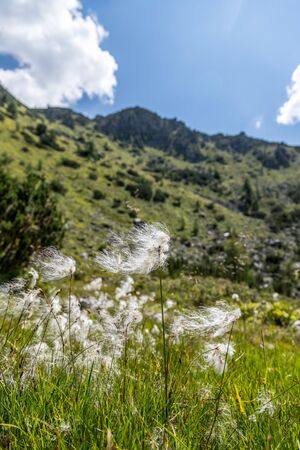 Alpine landscape: Meadow, forest, mountains and blue skyの写真素材