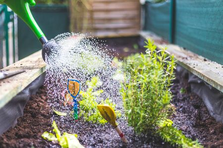 Watering vegetables and herbs in raised bed. Fresh plants and soil.の写真素材