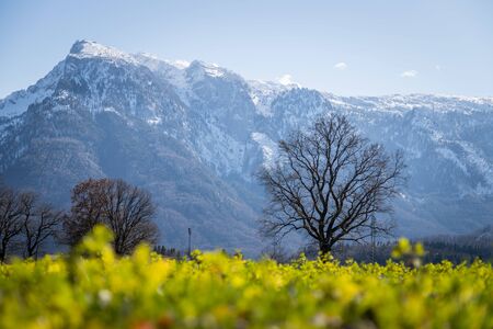 Green meadow, trees and snowy mountains in spring time, Austriaの写真素材