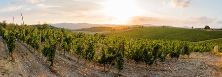 Beautiful scenery of a vine farm in Tuscany, grapevine in the evening sunの写真素材
