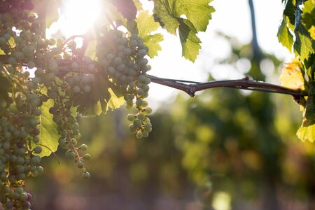 Green vine grapes on a farm, evening sun, Tuscanyの写真素材